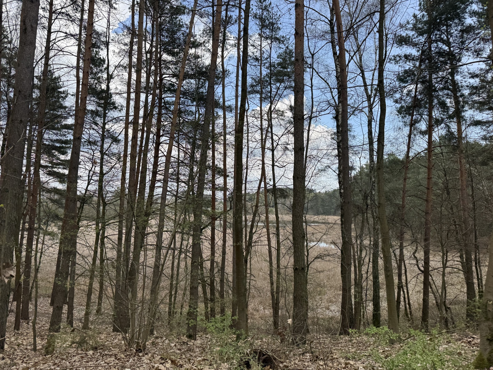 picture_6